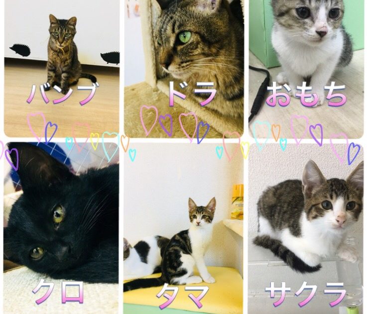 保護猫の譲渡トライアル開始 譲渡型保護猫カフェcatclubcherish