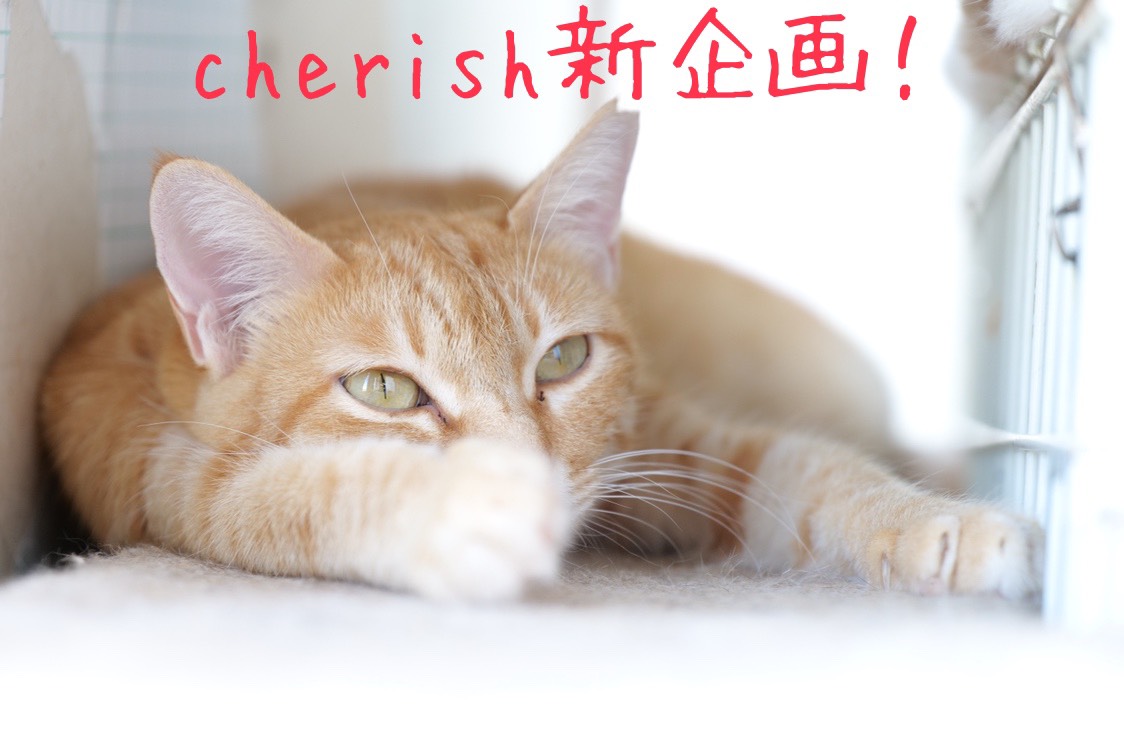 Cherish新企画 貸し切り営業 譲渡型保護猫カフェcatclubcherish